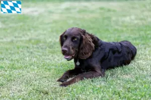 Lire la suite à propos de l’article Éleveurs de chiens de garde allemands et chiots en Bavière