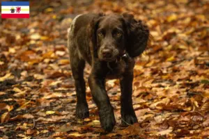 Lire la suite à propos de l’article Éleveurs de chiens de garde allemands et chiots dans le Mecklembourg-Poméranie occidentale