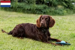 Lire la suite à propos de l’article Éleveurs de chiens de garde allemands et chiots aux Pays-Bas