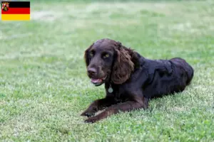 Lire la suite à propos de l’article Éleveurs de chiens de garde allemands et chiots en Rhénanie-Palatinat