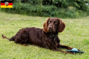 Lire la suite à propos de l’article Éleveurs de chiens de garde allemands et chiots en Sarre