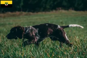 Lire la suite à propos de l’article Éleveurs de chiens de garde allemands et chiots en Saxe-Anhalt