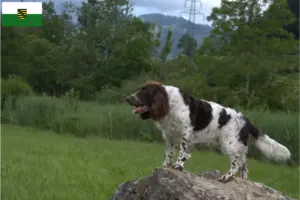 Lire la suite à propos de l’article Éleveurs de chiens de garde allemands et chiots en Saxe