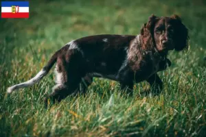 Lire la suite à propos de l’article Éleveurs de chiens de garde allemands et chiots dans le Schleswig-Holstein