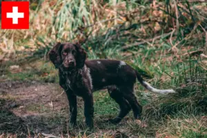 Lire la suite à propos de l’article Éleveurs de chiens de garde allemands et chiots en Suisse