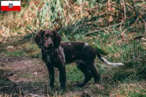 Lire la suite à propos de l’article Éleveurs de chiens de garde allemands et chiots en Thuringe