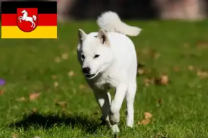 Lire la suite à propos de l’article Éleveurs de Hokkaido et chiots en Basse-Saxe