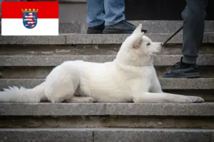 Lire la suite à propos de l’article Éleveurs de Hokkaido et chiots en Hesse