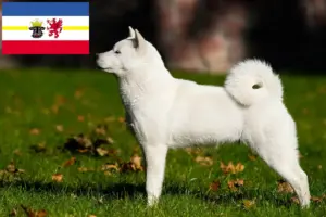 Lire la suite à propos de l’article Éleveurs de Hokkaido et chiots dans le Mecklembourg-Poméranie occidentale