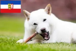 Lire la suite à propos de l’article Éleveurs de Hokkaido et chiots dans le Schleswig-Holstein