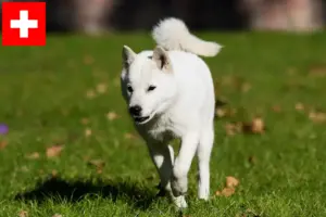 Lire la suite à propos de l’article Éleveurs de Hokkaido et chiots en Suisse