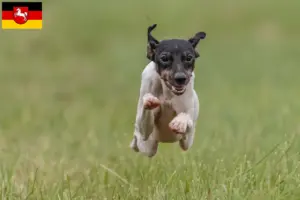 Lire la suite à propos de l’article Terrier japonais éleveurs et chiots en Basse-Saxe