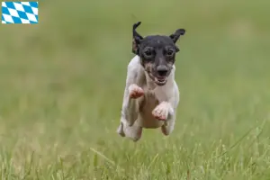 Lire la suite à propos de l’article Terrier japonais éleveurs et chiots en Bavière