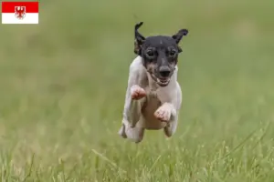 Lire la suite à propos de l’article Terrier japonais éleveurs et chiots dans le Brandebourg