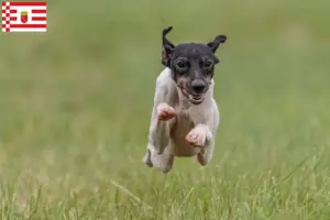 Lire la suite à propos de l’article Éleveurs de terriers japonais et chiots à Brême