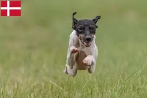 Lire la suite à propos de l’article Terrier japonais éleveurs et chiots au Danemark