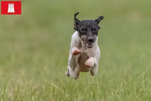 Lire la suite à propos de l’article Terrier japonais éleveur et chiots à Hambourg