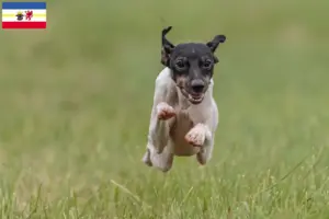 Lire la suite à propos de l’article Terrier japonais éleveurs et chiots dans le Mecklembourg-Poméranie occidentale