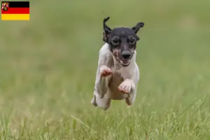 Lire la suite à propos de l’article Terrier japonais éleveurs et chiots en Rhénanie-Palatinat