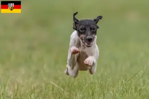 Lire la suite à propos de l’article Eleveurs de terriers japonais et chiots en Sarre