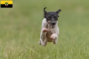 Lire la suite à propos de l’article Terrier japonais éleveurs et chiots en Saxe-Anhalt