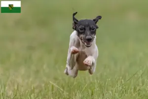 Lire la suite à propos de l’article Terrier japonais éleveurs et chiots en Saxe