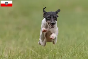 Lire la suite à propos de l’article Terrier japonais éleveurs et chiots en Thuringe